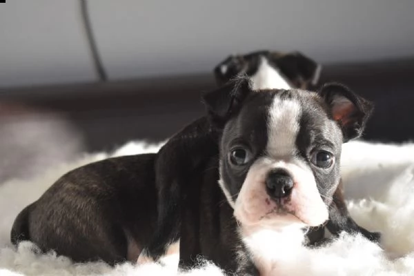 meravigliosa cucciolata di boston terrier | Foto 0