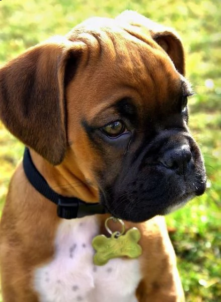 cuccioli di bullmastiff femminucce e maschietti disponibili . i cuccioli sono vaccinati sverminati c