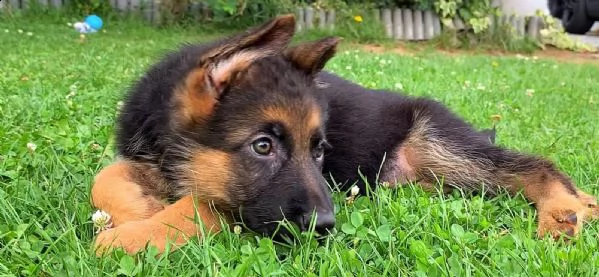 cuccioli pastore tedesco | Foto 5