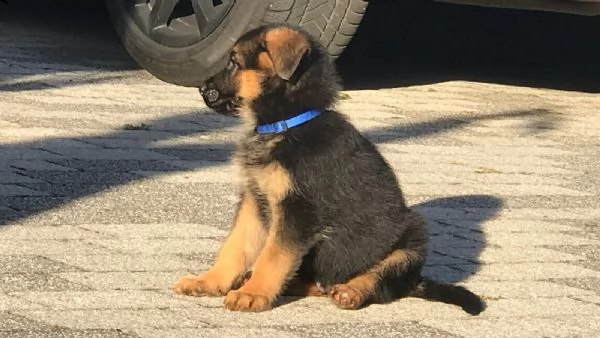 cuccioli pastore tedesco | Foto 2