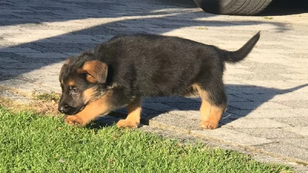cuccioli pastore tedesco | Foto 1