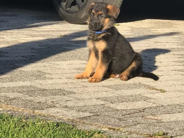 cuccioli pastore tedesco