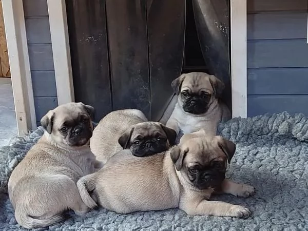 stupendi cuccioli carlino con pedigree | Foto 3