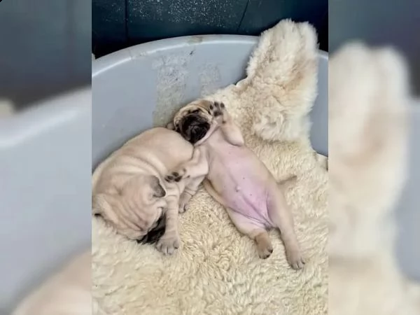 stupendi cuccioli carlino con pedigree | Foto 2