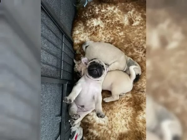 stupendi cuccioli carlino con pedigree | Foto 1