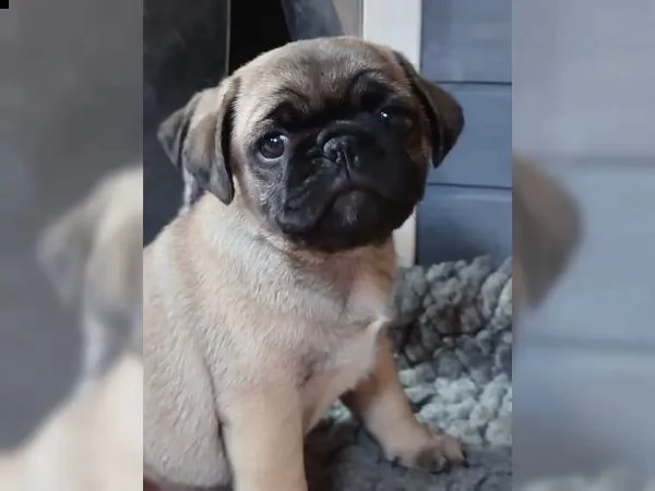 stupendi cuccioli carlino con pedigree | Foto 0