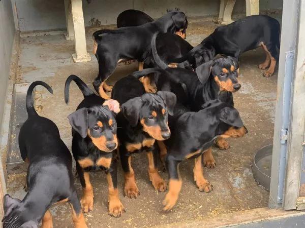 splendidi cuccioli di dobermann | Foto 1