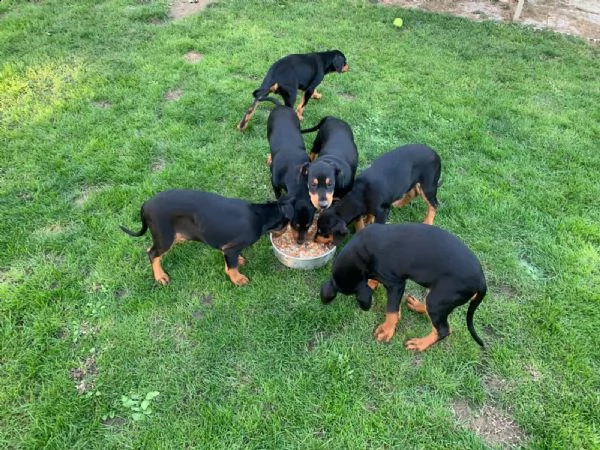 splendidi cuccioli di dobermann | Foto 0