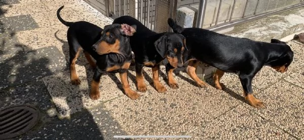 splendidi cuccioli di dobermann