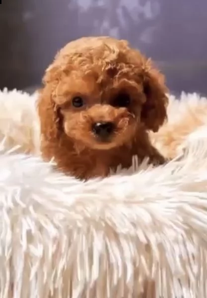 2regalo barboncino& | Foto 0