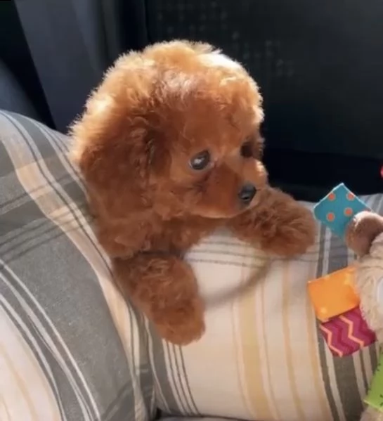 2regalo barboncino() | Foto 0