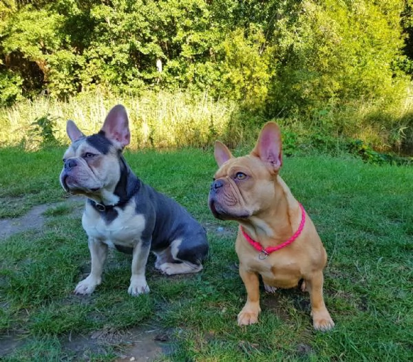 cucciolino di colore blu bulldog francese | Foto 3