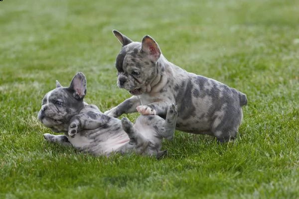 cucciolino di colore blu bulldog francese | Foto 0