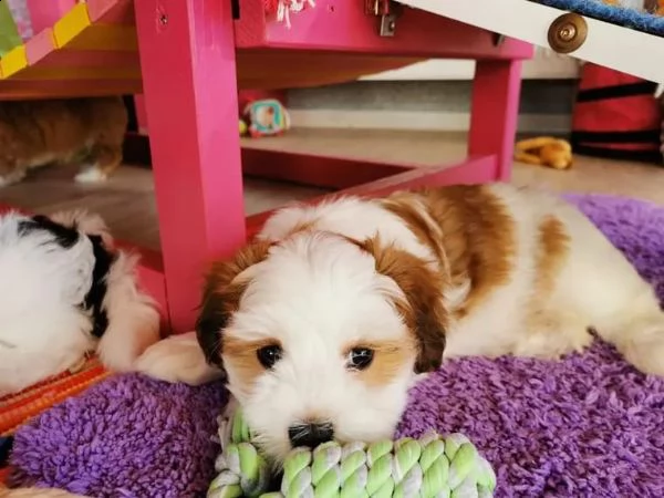 stupendi cuccioli di havanese | Foto 2