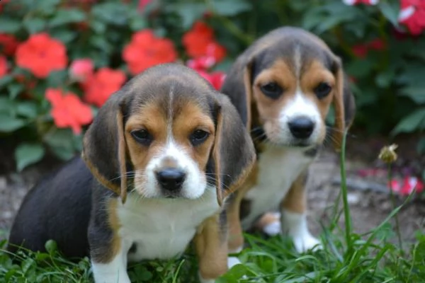 cuccioli beagle tricolore