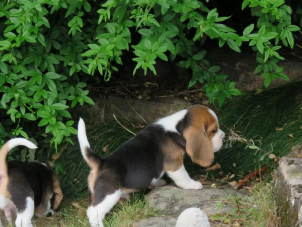 cuccioli beagle tricolore | Foto 1