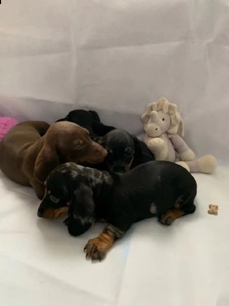 bellissimi cuccioli di bassotto | Foto 5