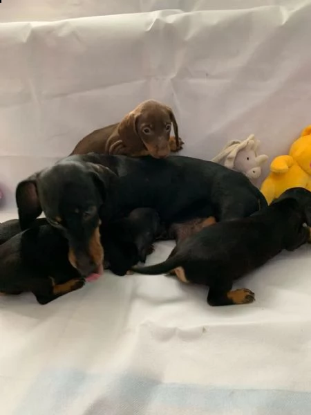 bellissimi cuccioli di bassotto | Foto 0