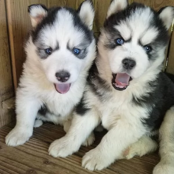 cuccioli di husky pronti per il reinserimento mi  | Foto 1