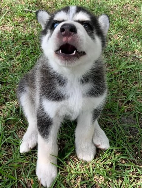 cuccioli di husky pronti per il reinserimento mi  | Foto 0