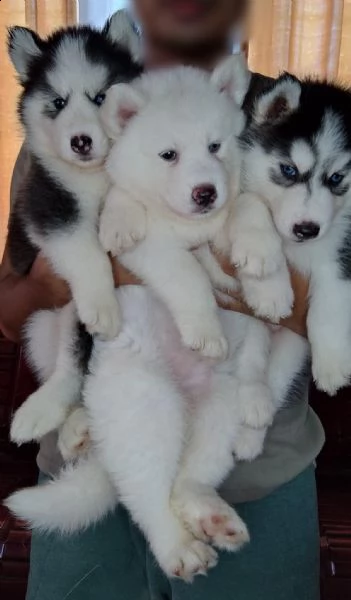 cuccioli di husky pronti per il reinserimento mi 