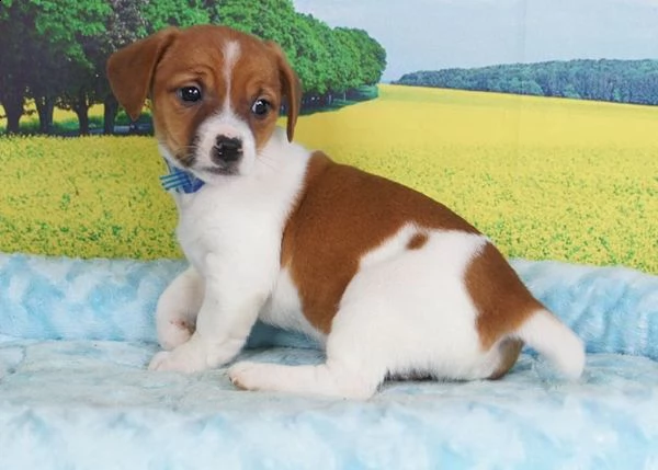regalo beagle cuccioli per l'adozione bellissima cucciolata cerca nuova famiglia, 4 maschi e 3 femmi
