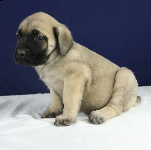 cuccioli super bullmastiff.