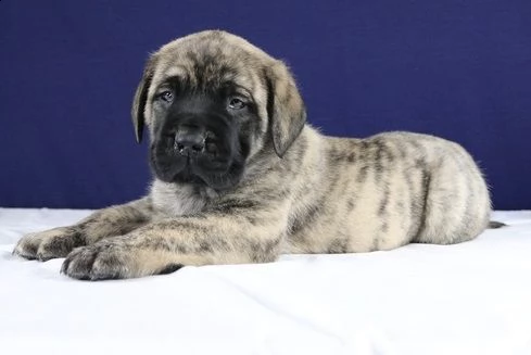 cuccioli super bullmastiff. | Foto 0
