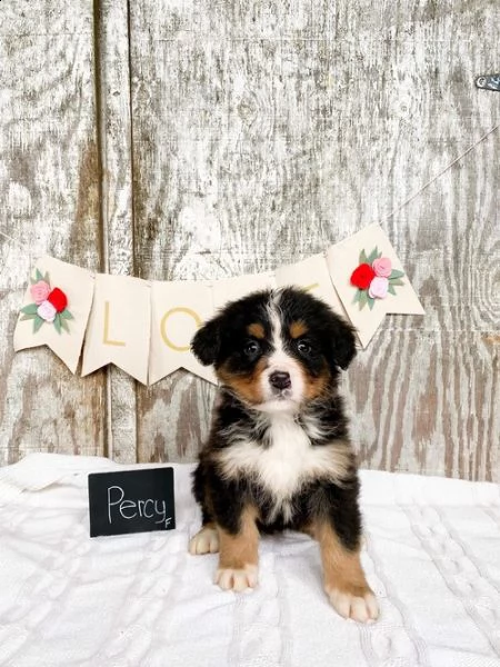 adorabili cuccioli di montagna bernese