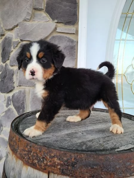 adorabili cuccioli di montagna bernese | Foto 0