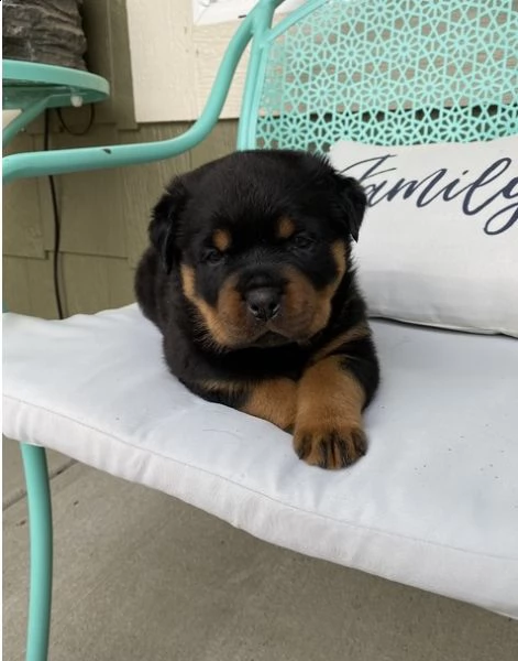 adorabili cuccioli di dogo argentino