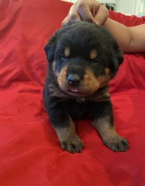 adorabili cuccioli di dogo argentino | Foto 0