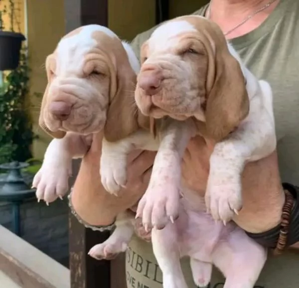 bracco italiano. cucciolo 