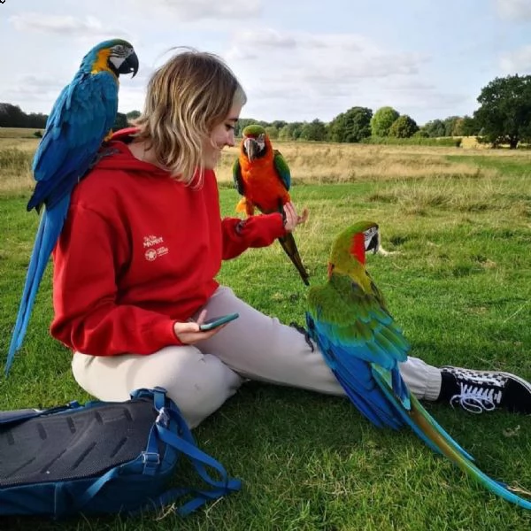 pappagalli. | Foto 0