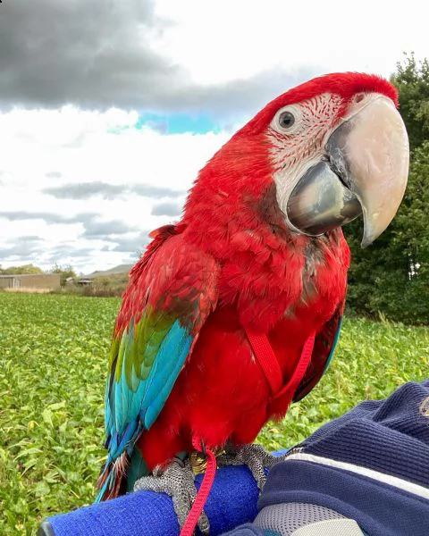 pappagalli. | Foto 0