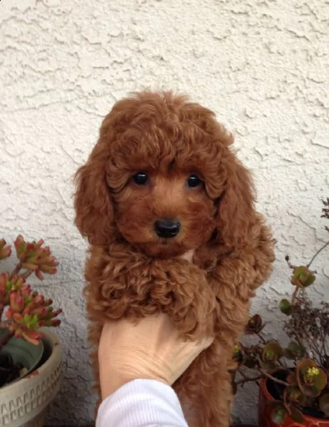 2regalo barboncino[at] | Foto 0