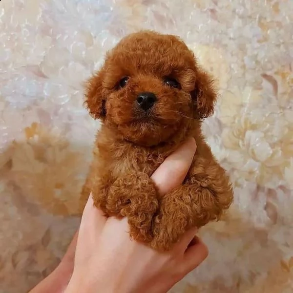 2regalo barboncino<>