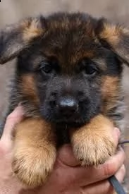 german shepherds  | Foto 0