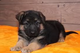 german shepherds 