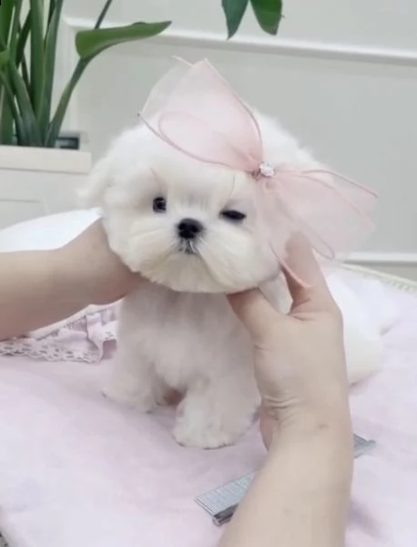 regalo  maltese mini toy# | Foto 0