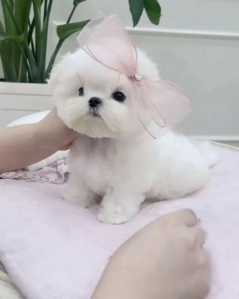 regalo  maltese mini toy#