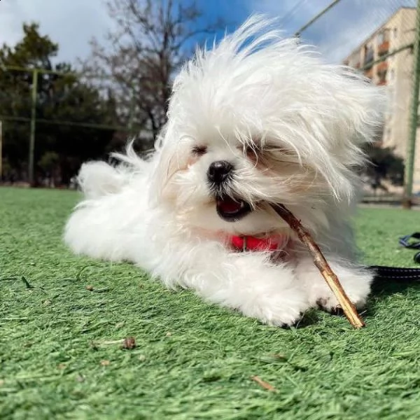 casa di magnifici cuccioli | Foto 3