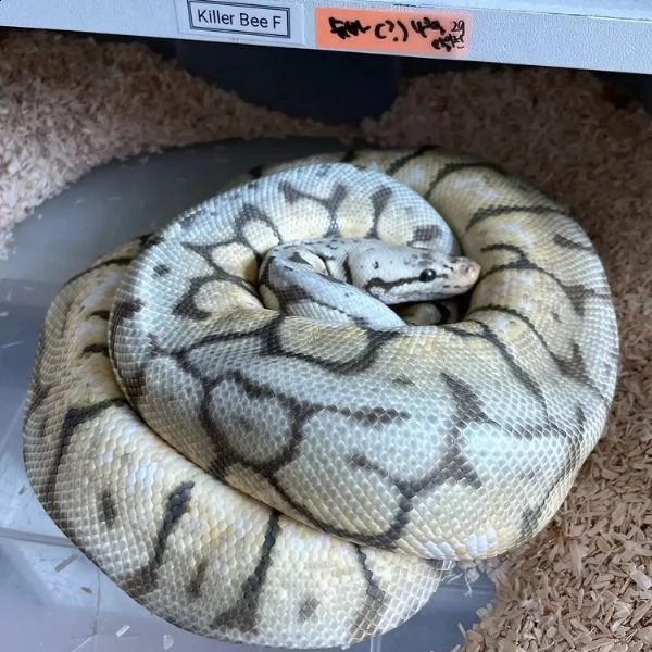 adorabili pitoni palla in vendita | Foto 6