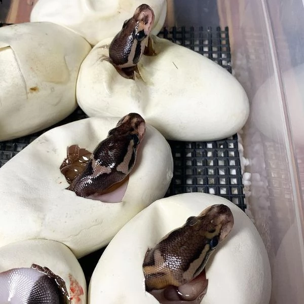 adorabili pitoni palla in vendita | Foto 5