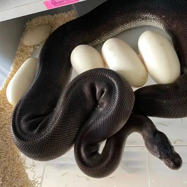 adorabili pitoni palla in vendita | Foto 4