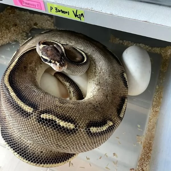 adorabili pitoni palla in vendita | Foto 3