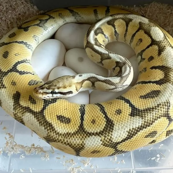 adorabili pitoni palla in vendita | Foto 2