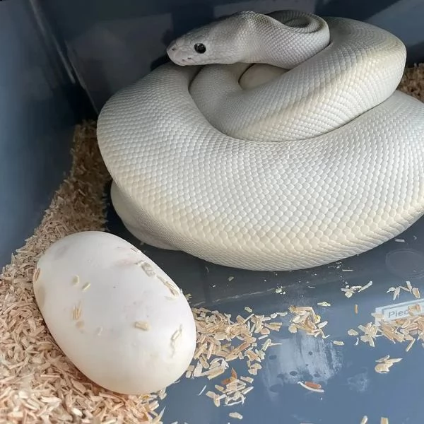 adorabili pitoni palla in vendita