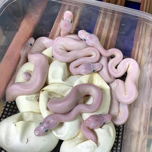 adorabili pitoni palla in vendita | Foto 1