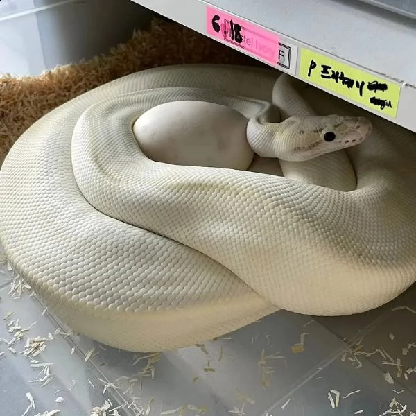 adorabili pitoni palla in vendita | Foto 0